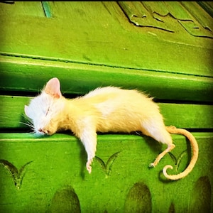 Op de afbeelding: Een witte rat met roze oren en een lange staart ligt op zijn zij op een groene ondergrond. De ogen van de rat zijn gesloten en zijn lichaam is ontspannen.