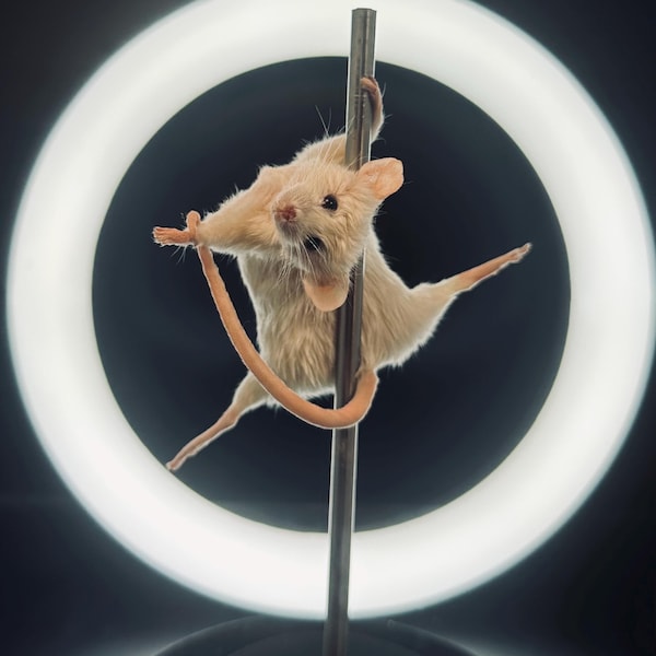 BETSEY Il topo tassidermizzato che balla al palo / Decorazioni con stranezze e curiosità divertenti / Arte del topo burlesque / Regalo di tassidermizzazione etica