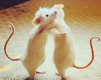 All you need is Love Mice.