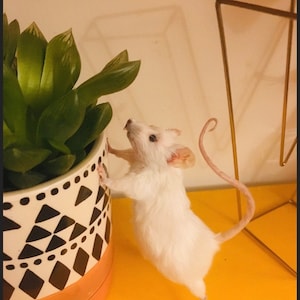 May include: A white mouse with a curled tail is climbing on a black and white patterned planter with a green succulent plant. The mouse is standing on its hind legs and its front paws are on the planter.