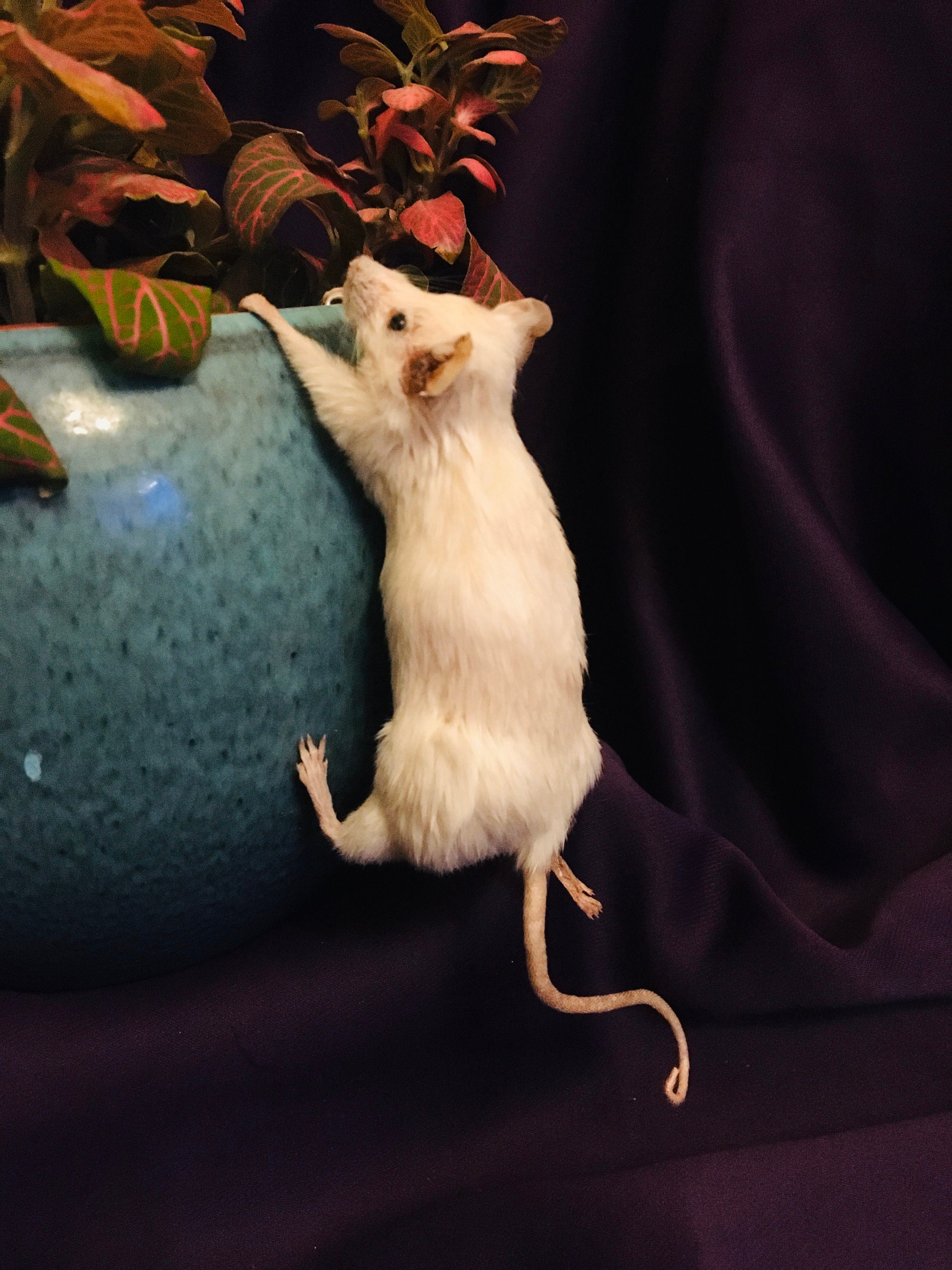 Climbing Mouse Etsy