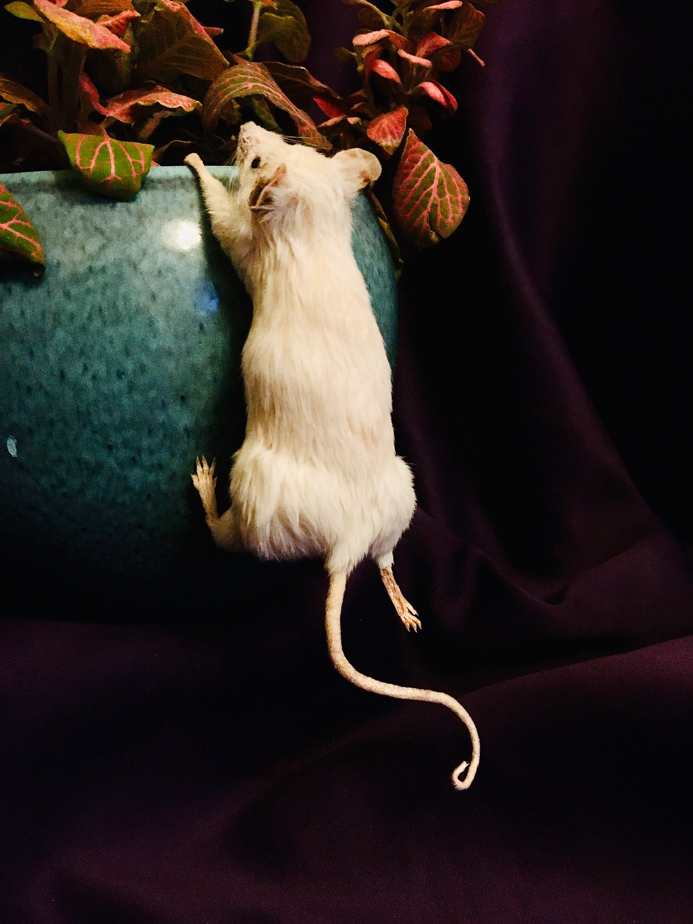 Climbing Mouse Etsy