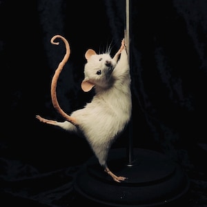 PRISCILLA Die an der Stange tanzende Maus | Lustige Kuriositäten Dekor | Burleske Maus Kunst | Ethisches Tiergeschenk