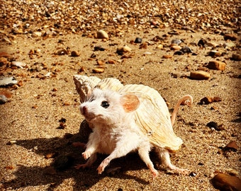 Hermit Mouse