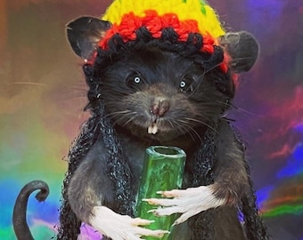 Rasta Rat