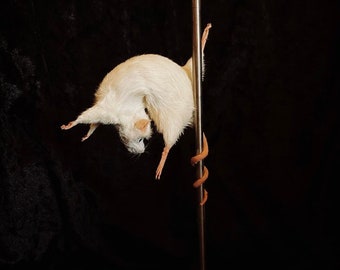 Stripper Mouse - Crystal