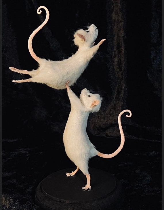 Mini Carte De Vœux Disney Minnie Mouse, 6 Pièces, Carte De Remerciement