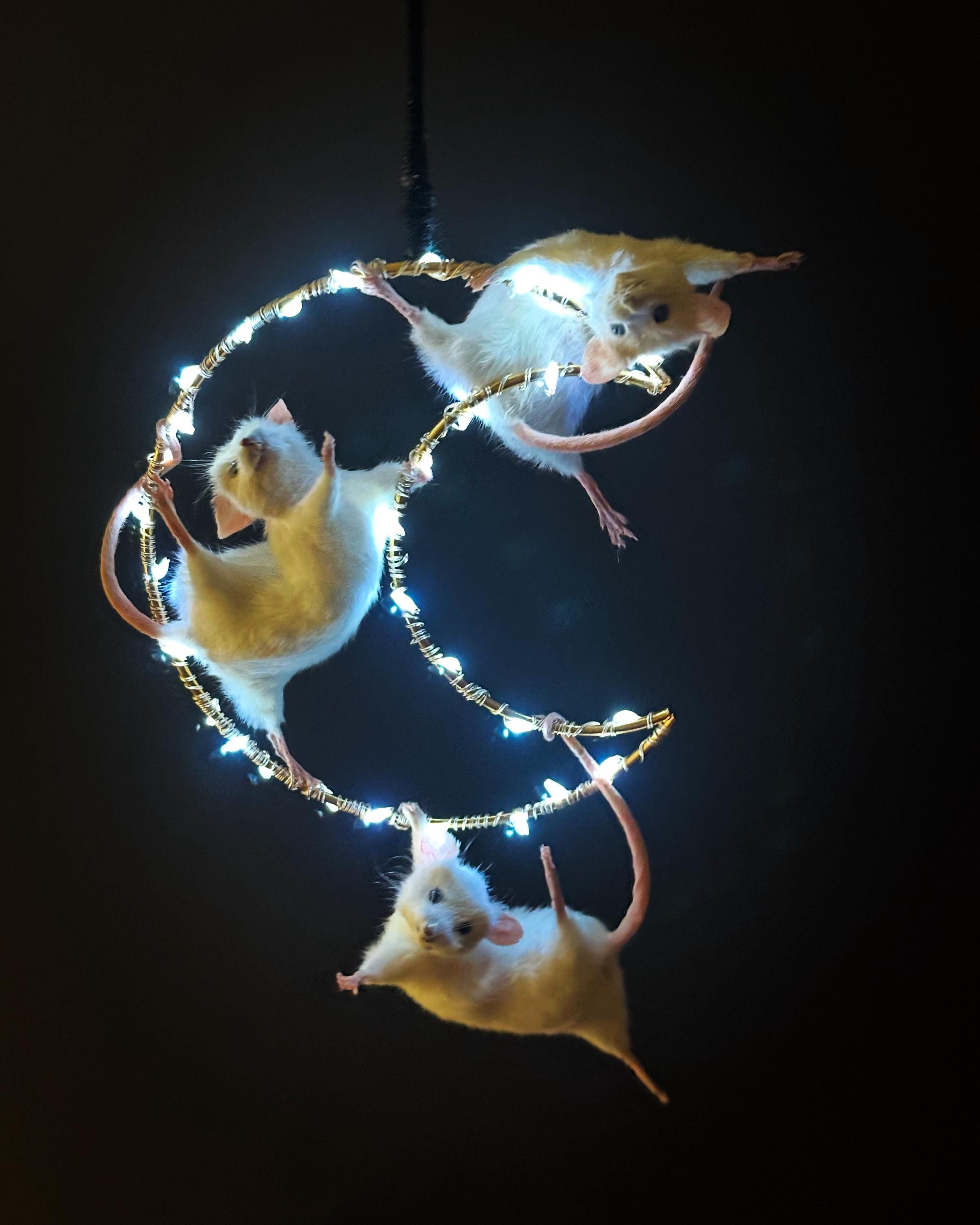 Dancing Moonbeams | Acrobatic Taxidermy Mice on Light-Up Crescent Moon | Ethical Oddities & Curiosities Decor