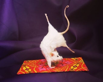 Yoga Mouse - Pincha Mayurasana