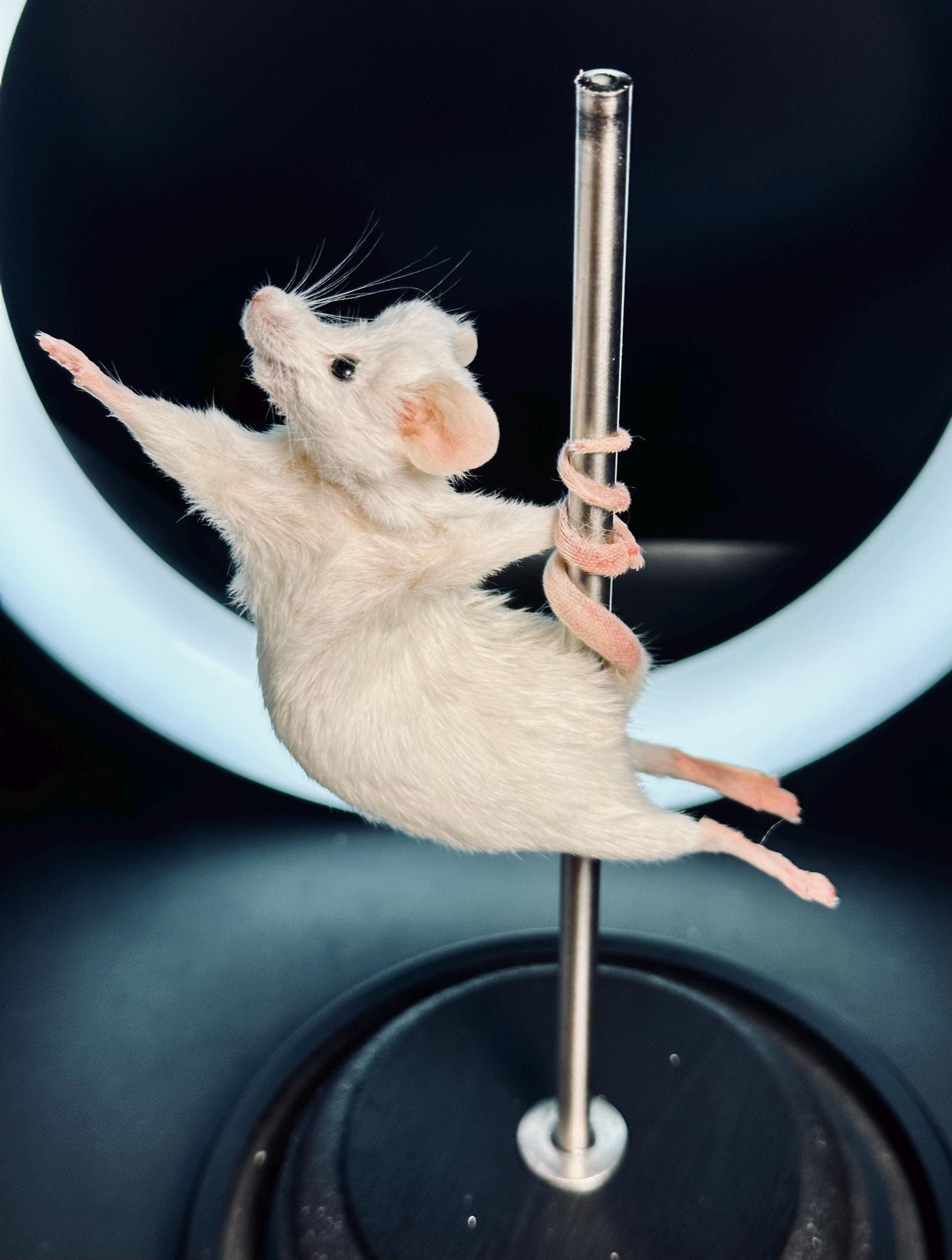 ROXY the Pole Dancing Taxidermy Mouse | Funny Oddities & Curiosities ...