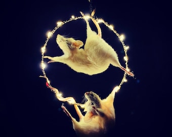 Circus Hoop Taxidermy Mice.