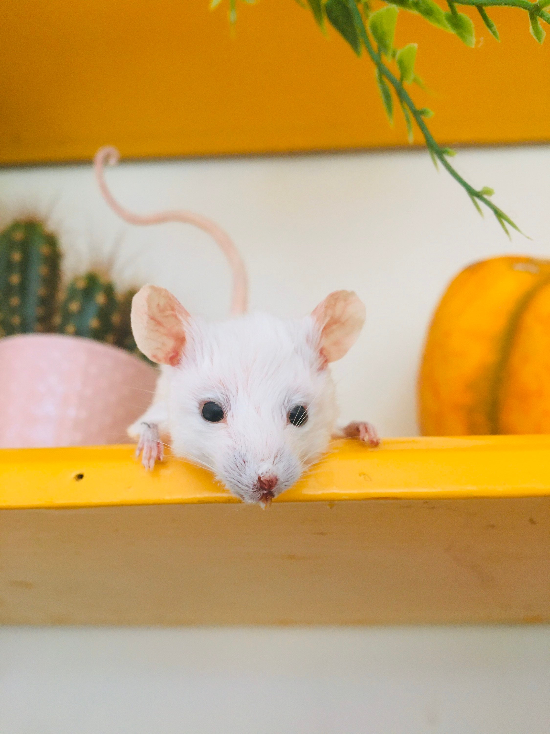 Peek-a-boo Mouse | Curious Taxidermy Mouse Shelf Decor | Ethical Oddities | Handmade Miniature Display Art