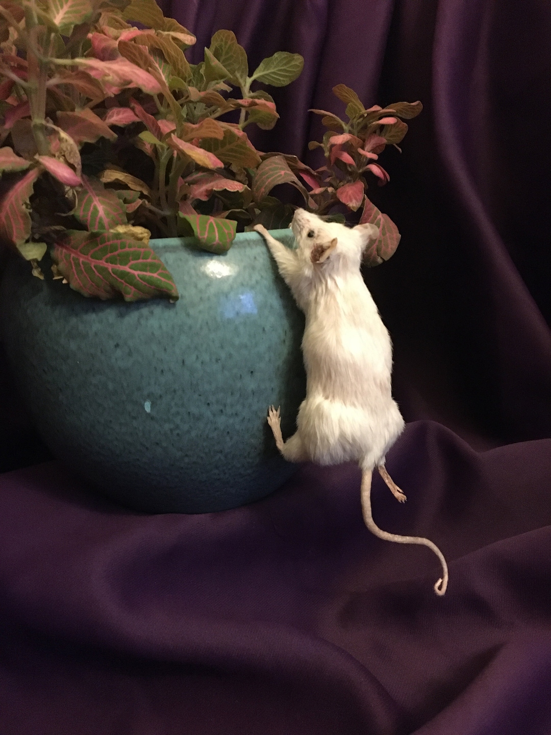 Climbing Mouse Etsy