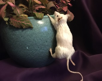 Climbing Mouse