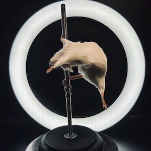 ÁNGEL El Ratón Taxidermia Bailarina de Caña / Decoración con Curiosidades y Rarezas Divertidas / Arte Burlesco de Ratón / Regalo Ético de Taxidermia