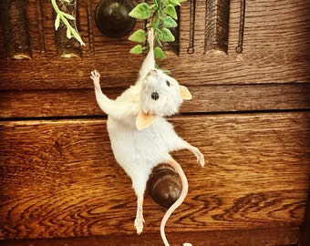 Hanging Mouse