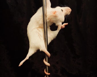 Stripper Mouse - Bonbon
