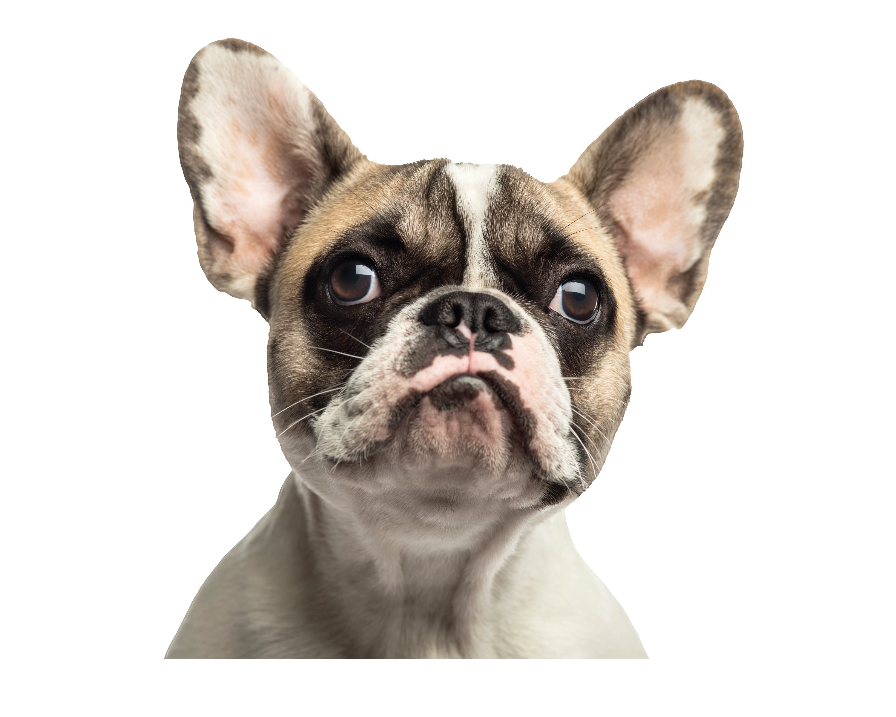 Are French Bulldogs Double Coated