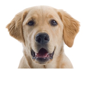 May include: A close-up of a golden retriever dog with its mouth open, showing its tongue and teeth. The dog has brown eyes and a light brown nose. The background is white.