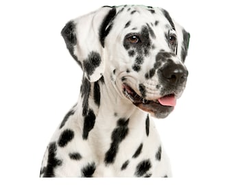 Window Pup - Dalmatian (Pepper) Window Cling