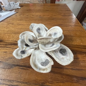 Oyster shell Magnolia
