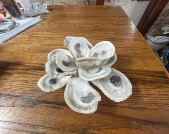 Oyster shell Magnolia