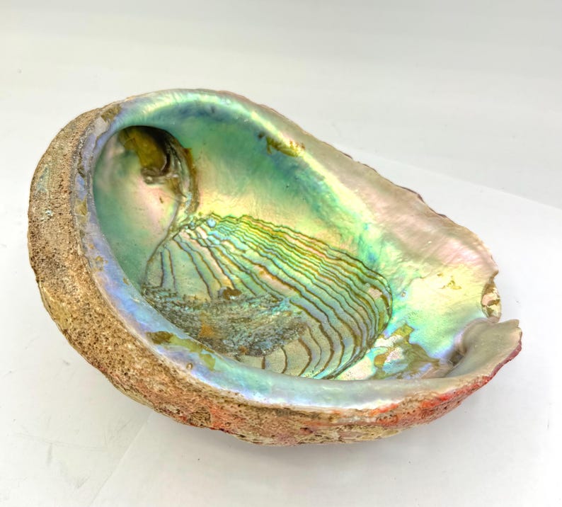 Large Red Abalone Helmet Shell 8 Inches La Jolla California Beach Decor ...