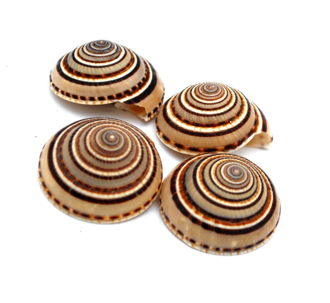 Sun Shell Thing Sundial Shells Seashells Beach Home Décor Wedding 1 1/2 Inch Bulk ...