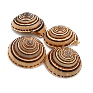Puede incluir: Cuatro conchas marrones y blancas con un patrón en espiral. Las conchas están dispuestas en semicírculo sobre un fondo blanco.