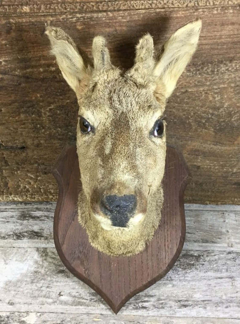 Male Roe Deer Head Antlers Just Entering The Velvet Stage Etsy