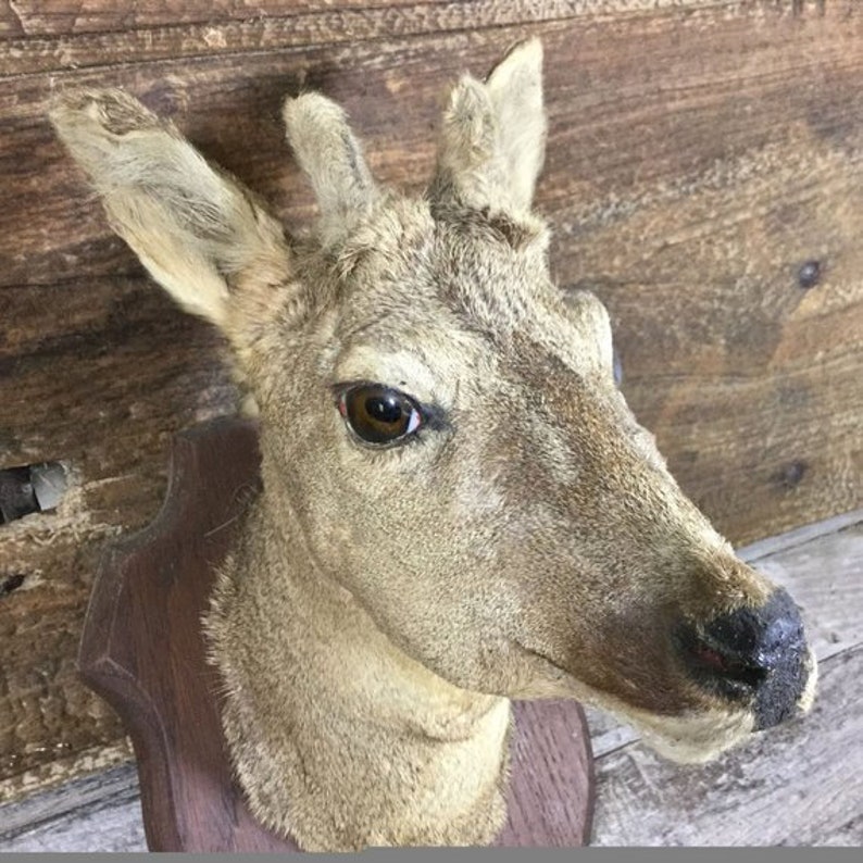 Male Roe Deer Head Antlers Just Entering The Velvet Stage Etsy