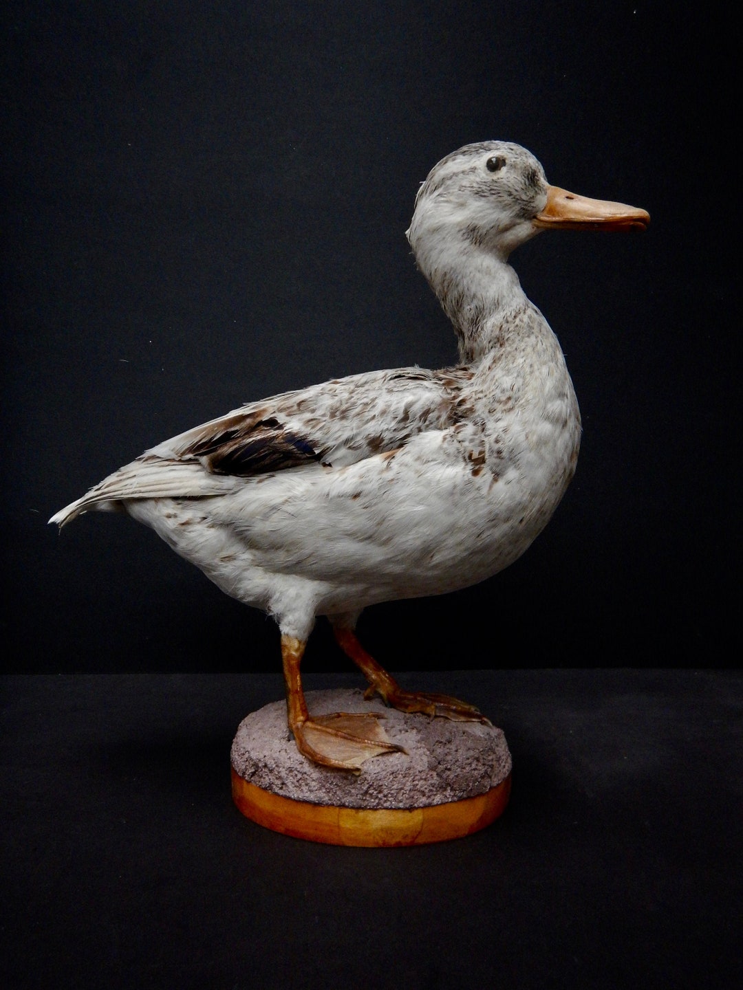 Female Silver Appleyard Duck Domestic Bred Duck Vintage Etsy