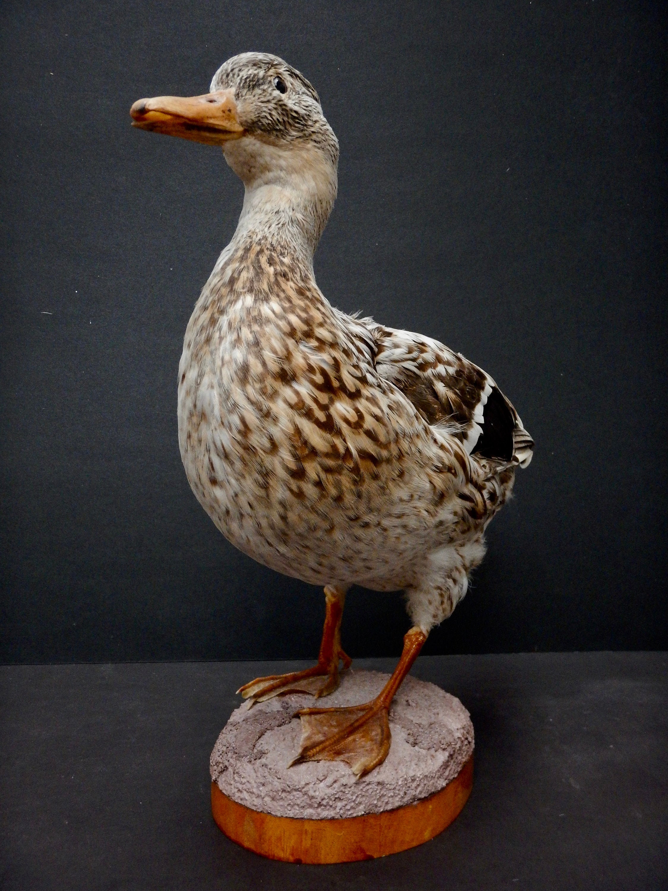 Female Silver Appleyard Duck Domestic Bred Duck Vintage Etsy UK