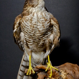 Sparrow Hawk PAIR Vintage Irish Taxidermied Pair of Sparrow Hawks ...