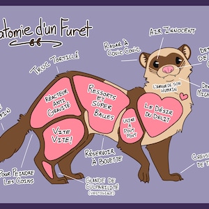 Impression &quot;Anatomie d&#39;un Furet&quot;
