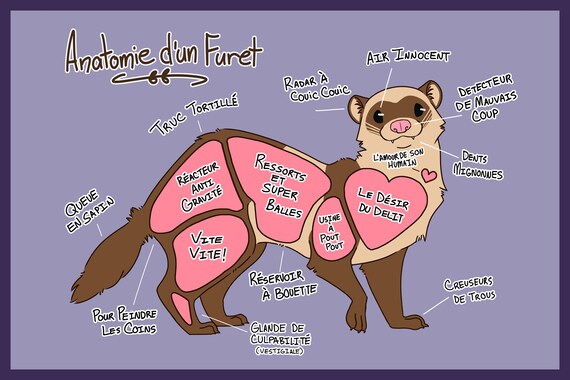 Impression Anatomie D Un Furet Etsy