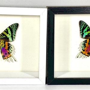 Real Framed green Chrysiridia rhipheus sunset moth home decor Madagascar