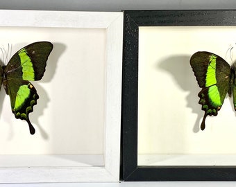 Ingelijst groen Papilio palinurus vlinder interieur Filipijnen