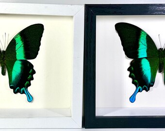 額入りグリーンのPapilio blumei蝶の室内装飾（インドネシア）