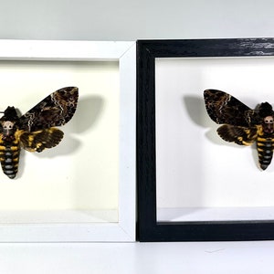 Framed Death’s Head moth Acherontia lachesis moth home decor Indonesia