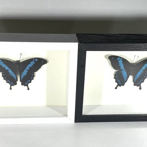 Framed blue Papilio oribazus butterfly home decor Madagascar