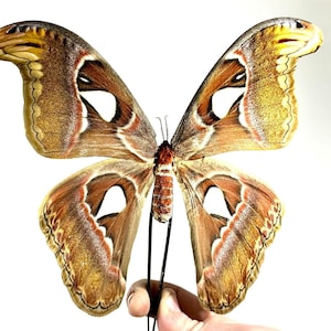 brown moth Atlas moth Attacus atlas Indonesia home decor