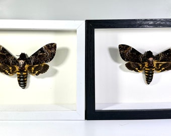 Framed Death’s Head moth Acherontia lachesis moth home decor Indonesia