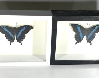Ingelijst blauw Papilio oribazus vlinder interieur Madagaskar
