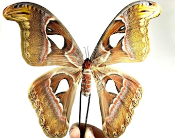 brown moth Atlas moth Attacus atlas Indonesia home decor