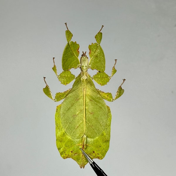 One Real Green Blue Leaf Insect Leaf Insect Phyllium bioculatum insect taxidermy