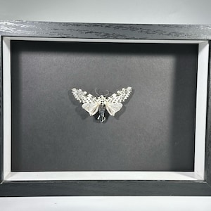 May include: A framed black and white moth with a black background. The moth is displayed in a black frame with a white mat.