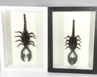 Framed Heterometrus cyaneus scorpion home decor Indonesia
