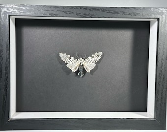 Framed white Hypercompe scribonia Giant leopard moth home decor North America