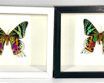 Real Framed green Chrysiridia rhipheus sunset moth home decor Madagascar